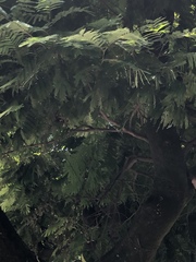 Jacaranda acutifolia