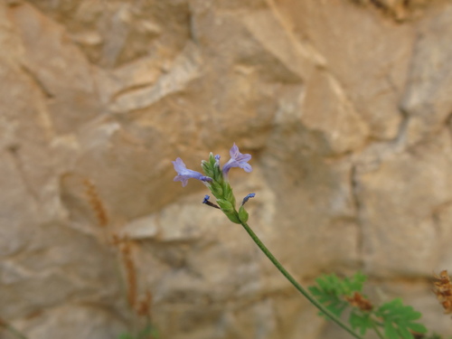 Image of Lavandula pubescens by (c) Nachman bones, some rights reserved (CC BY)
