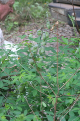 Baptisia alba