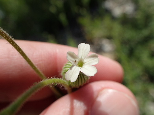 Image of Silene multinervia by no rights reserved