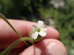 Silene multinervia