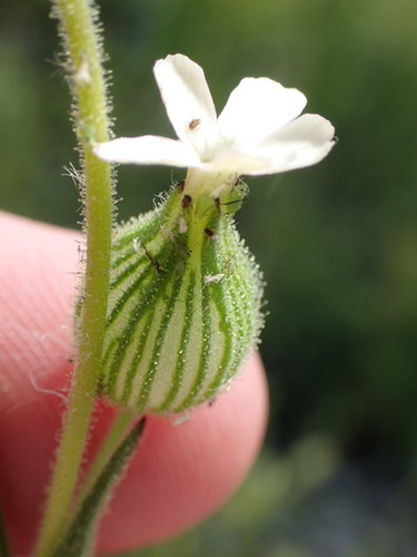 Image of Silene multinervia by no rights reserved