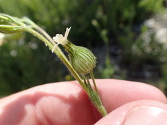 Silene multinervia