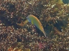 Anampses geographicus