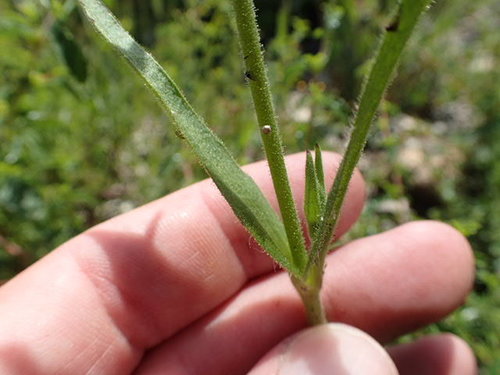 Image of Silene multinervia by no rights reserved