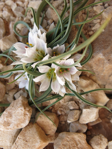 Colchicum palaestinum