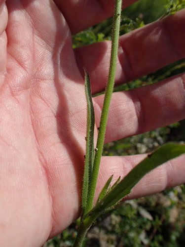 Image of Silene multinervia by no rights reserved