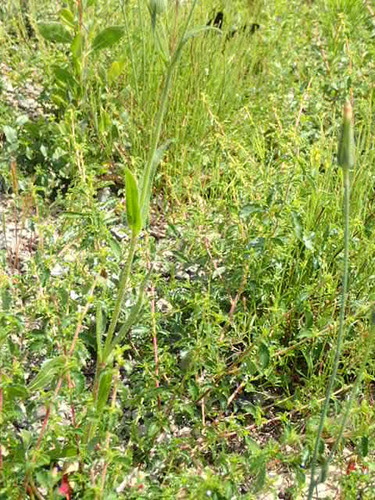 Image of Silene multinervia by no rights reserved