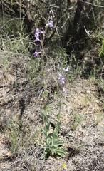 Penstemon fendleri