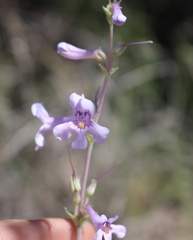 Penstemon fendleri