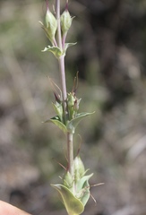 Penstemon fendleri