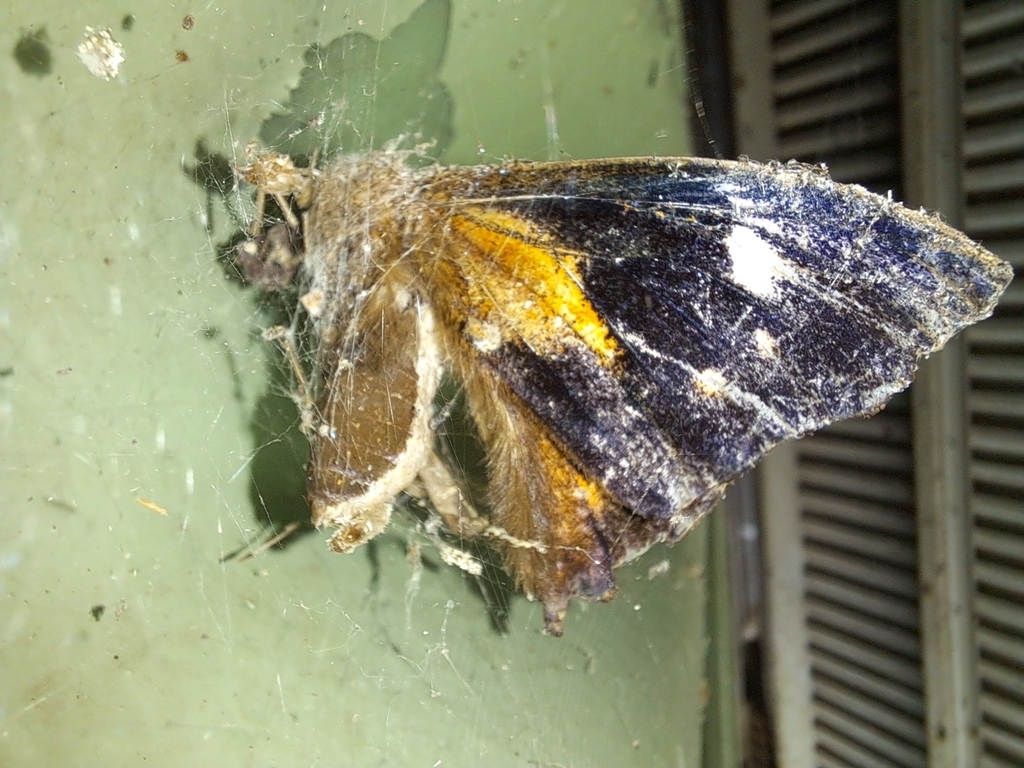 Moth Butterfly (Liphyra brassolis)