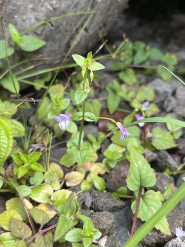 Torenia crustacea observed 2024-05-11