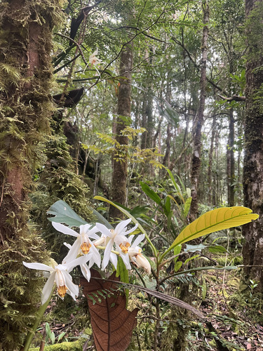 Coelogyne hirtella