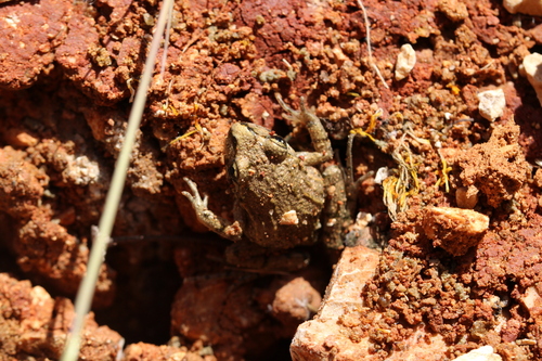 parsley frog, Pelodytes punctatus