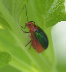 Kuschelina gibbitarsa