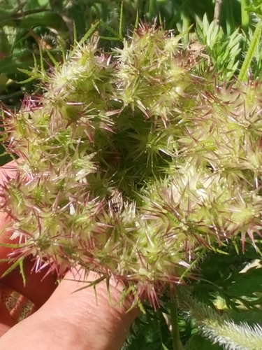 Image of Daucus muricatus by no rights reserved