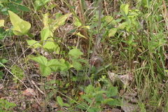 Lactuca graminifolia