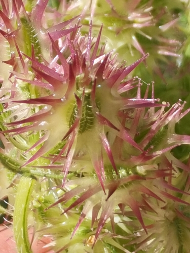 Image of Daucus muricatus by no rights reserved