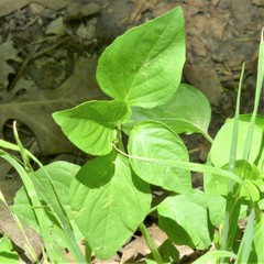 Dicliptera brachiata
