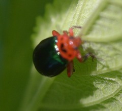 Kuschelina gibbitarsa