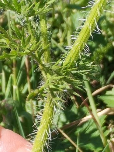 Image of Daucus muricatus by no rights reserved