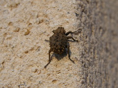Brachycerus muricatus