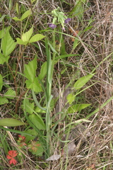 Lactuca graminifolia