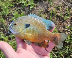 Rio Grande Longear Sunfish photo 4