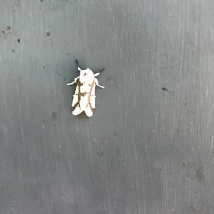 Euerythra phasma