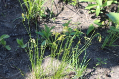 Juncus interior