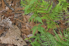 Lysimachia quadrifolia