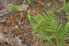 Lysimachia quadrifolia