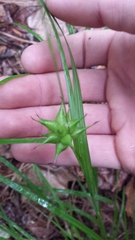 Sparganium eurycarpum