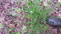 Sparganium eurycarpum