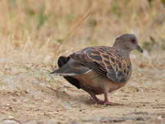 Streptopelia orientalis