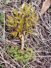 Angelica atropurpurea