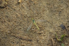 Nephrotoma virescens