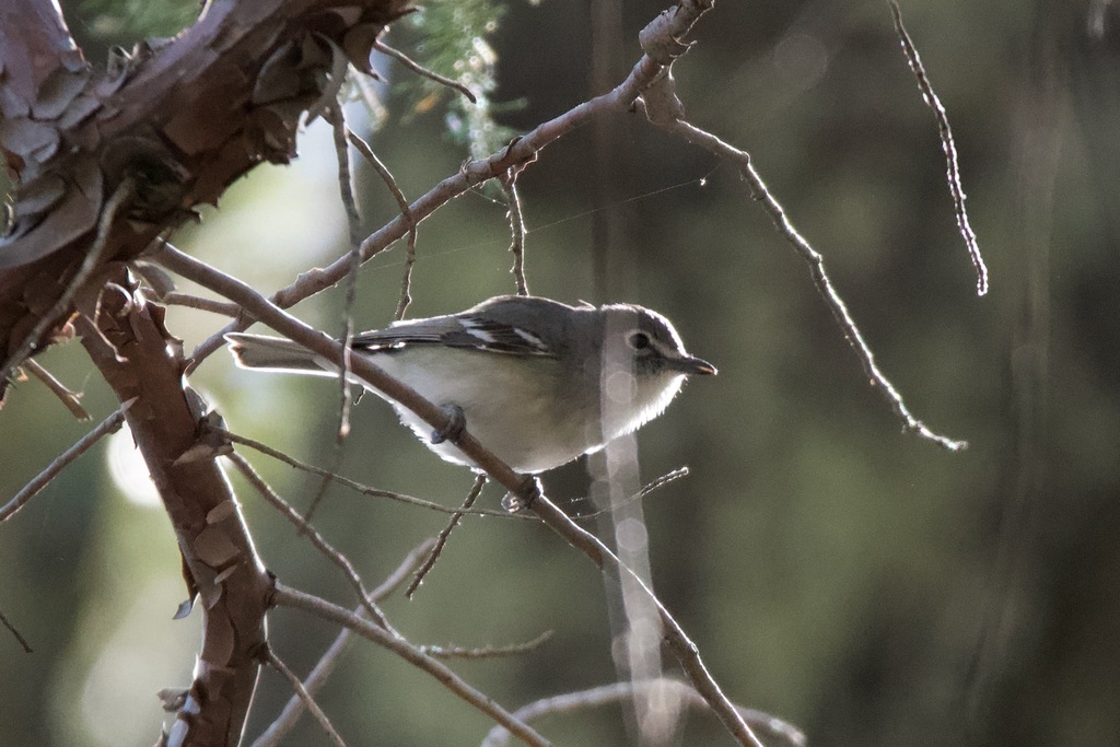 Plumbeous Vireo from Santa Cruz County, AZ, USA on May 9, 2024 at 07:45 ...