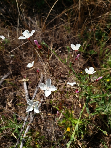 Canyon clarkia (Clarkia epilobioides)