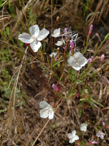 Image of Clarkia epilobioides by (c) Amy, some rights reserved (CC BY)