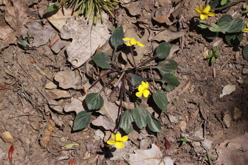 Viola utahensis
