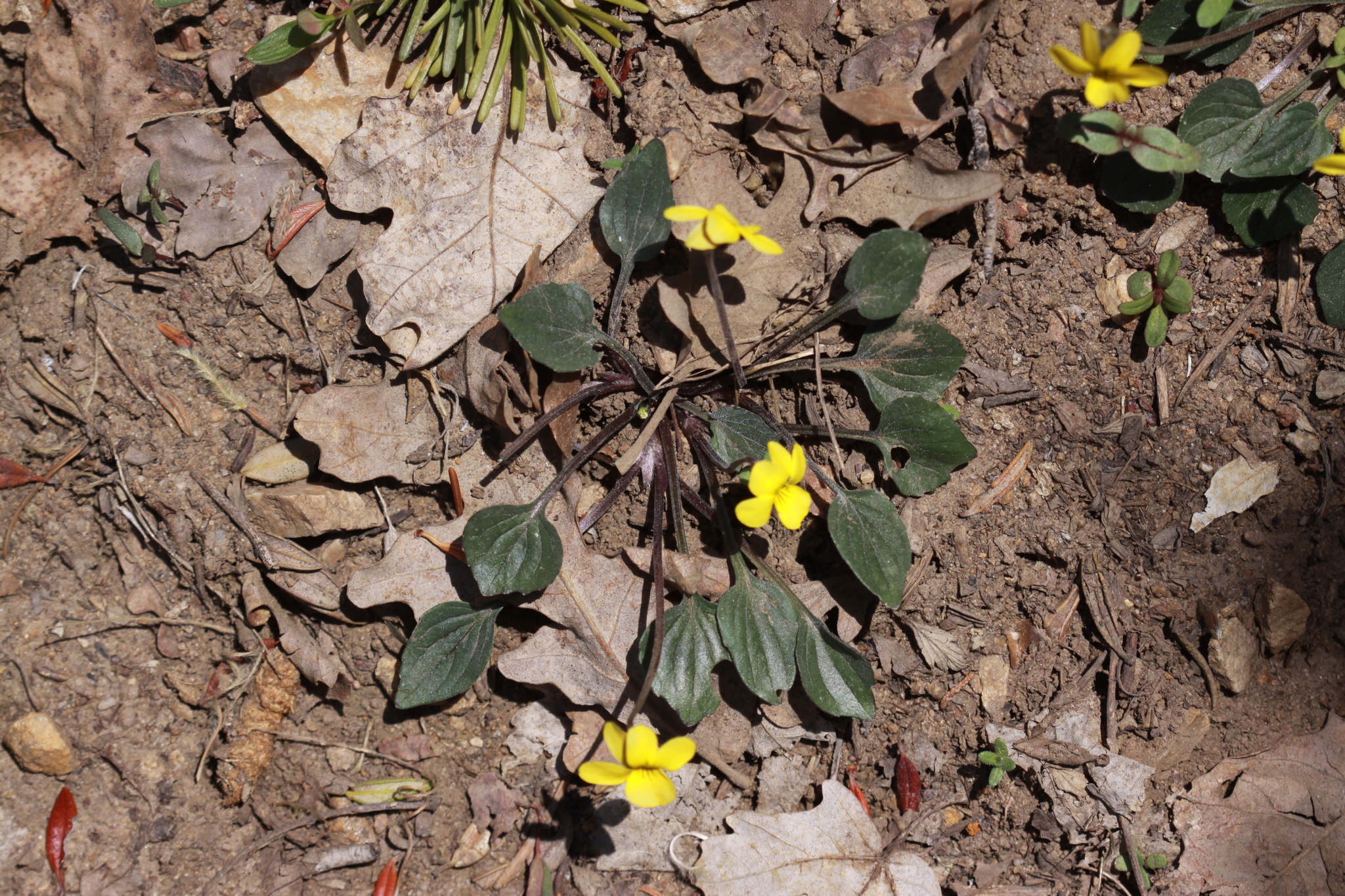 Viola utahensis