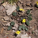 Viola utahensis - Photo (c) Andrey Zharkikh, μερικά δικαιώματα διατηρούνται (CC BY)