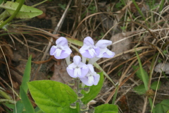 Scutellaria pseudoserrata