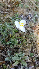 Weldenia candida