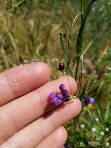 Image of Neogaerrhinum strictum by (c) Amy, some rights reserved (CC BY)