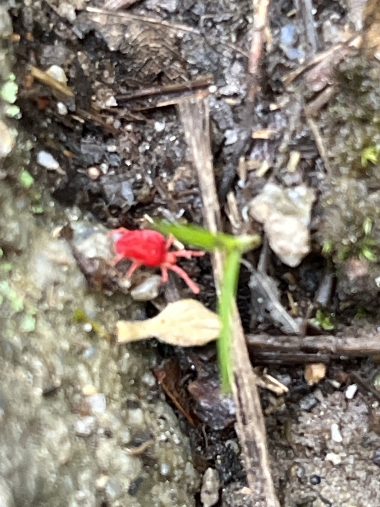 Trombidium hyperi