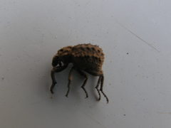 Brachycerus muricatus