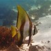 Butterflyfishes, Angelfishes, and Allies - Photo (c) J. Martin Crossley, some rights reserved (CC BY-NC-SA), uploaded by J. Martin Crossley